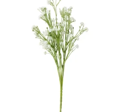 Acker-Witwenblume "Evergreen"