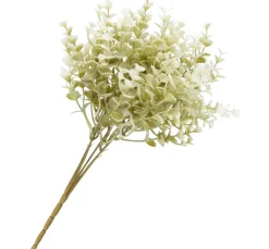 Buchsbaum Zweig "Evergreen"
