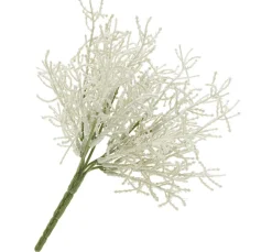Calocephalus Pick