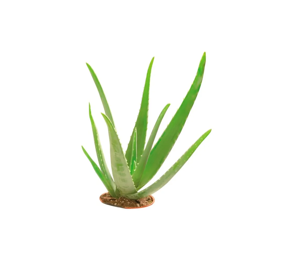 Glycerin Öko-Gießseife "Aloe Vera", transparent