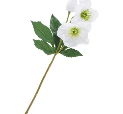 Helleborus