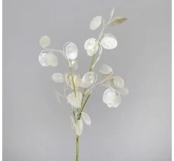 Lunaria Zweig