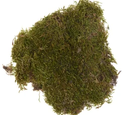 Plattenmoos, 50 g
