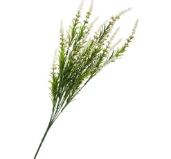 Veronica-Strauch