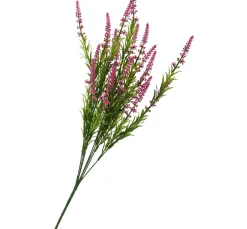 Veronica-Strauch