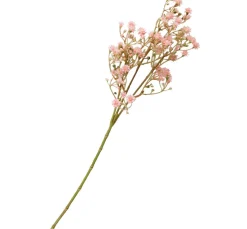 Wegwarte Zweig "Evergreen"