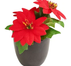 Weihnachtsstern "Gloria" im Topf