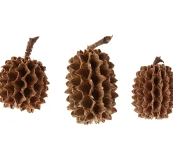Zapfen Casuarina